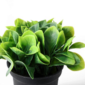  Искусственный цветок в горшке Хавортия ладьевидная 7х10 см 9750536 