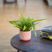  Искусственный цветок Папоротник, в керамическом горшке, 120х120х420 мм, Mia12 