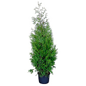 Туя (Thuja) западная Брабант 4л h80-100 Туя (Thuja) западная Брабант 4л h80-100