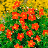 Лапчатка (Potentilla) кустарниковая Мэрион Ред Робин d9 h25 Лапчатка (Potentilla) кустарниковая Мэрион Ред Робин d9 h25