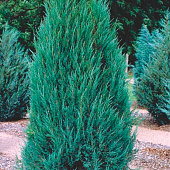 Можжевельник (Juniperus) скальный Блю Эрроу 2л h40-60 Можжевельник (Juniperus) скальный Блю Эрроу 2л h40-60