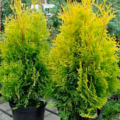 Туя (Thuja) западная Голден Смарагд d9 h10-20 Туя (Thuja) западная Голден Смарагд d9 h10-20