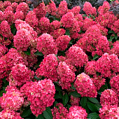  Гортензия (Hydrangea) метельчатая Бонфайер d12 h40-45 
