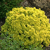  Барбарис (Berberis) тунб. Аурея d9 