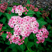 Спирея (Spiraea) японская Спарклинг Шампань d9 h20 Спирея (Spiraea) японская Спарклинг Шампань d9 h20