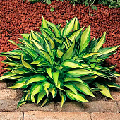 Хоста (Hosta) Лексайд Литтл Тафт d12 