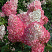 Гортензия (Hydrangea) метельчатая Ванилла Фрейз d9 h25-35 Гортензия (Hydrangea) метельчатая Ванилла Фрейз d9 h25-35