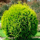  Туя (Thuja) западная Голден Глоб 1л h15-20 