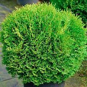 Туя (Thuja) западная Тини Тим 2л h20 Туя (Thuja) западная Тини Тим 2л h20