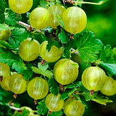 Крыжовник (Ribes) обыкновенный Хиннонмаки Грин d9 h20-30 