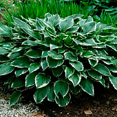  Хоста (Hosta) Франсе d12 