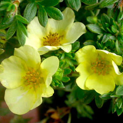  Лапчатка (Potentilla) кустарниковая Катерина Дукс d9 h25 
