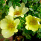  Лапчатка (Potentilla) кустарниковая Катерина Дукс d9 h25 