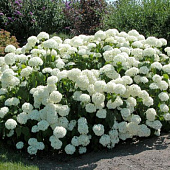 Гортензия (Hydrangea) древ. Аннабель d9 h15-25 Гортензия (Hydrangea) древ. Аннабель d9 h15-25