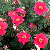 Лапчатка (Potentilla) кустарниковая Данни Бой d9 h30 Лапчатка (Potentilla) кустарниковая Данни Бой d9 h30