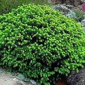 Ель (Picea) канадская Эхиниформис 2л h15-20 Ель (Picea) канадская Эхиниформис 2л h15-20