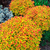  Спирея (Spiraea) японская Голдфлейм d9 h10 