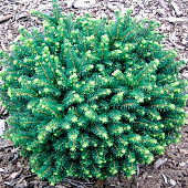 Ель (Picea) сербская Карел 2л h20-25 Ель (Picea) сербская Карел 2л h20-25