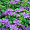  Клематис (Clematis) Линдси d9 h35 
