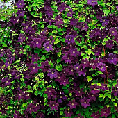 Клематис (Clematis) Романтика d9 h35 Клематис (Clematis) Романтика d9 h35