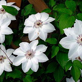 Клематис (Clematis) Мисс Бейтман d9 h35 Клематис (Clematis) Мисс Бейтман d9 h35