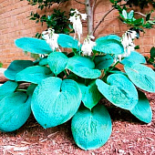  Хоста (Hosta) Биг Дэдди d12 