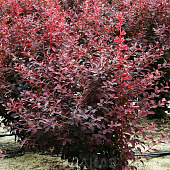 Барбарис (Berberis) отт. Аурикома d9 h20-25 Барбарис (Berberis) отт. Аурикома d9 h20-25