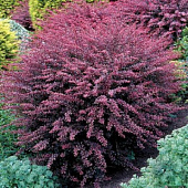  Барбарис (Berberis) тунб. Роуз Глоу d9 h25-35 