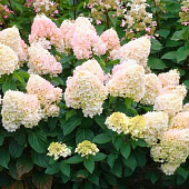  Гортензия (Hydrangea) метельчатая Мэджикал Свит Саммер d9 h15-25 