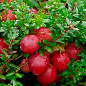 Клюква (Vaccinium) крупноплодная Ховес d9 h50-60 Клюква (Vaccinium) крупноплодная Ховес d9 h50-60