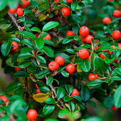 Кизильник (Cotoneaster) Даммера Миранда d9 h20 Кизильник (Cotoneaster) Даммера Миранда d9 h20