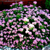 Спирея (Spiraea) японская Литл Принцесс d9 h20 Спирея (Spiraea) японская Литл Принцесс d9 h20
