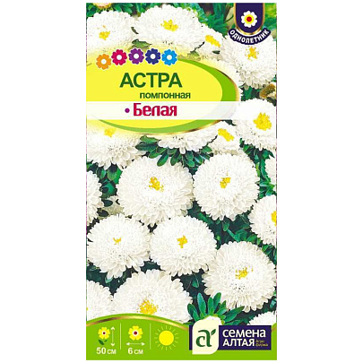Астра помпонная Белая СА Астра помпонная Белая СА