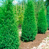 Можжевельник (Juniperus) обыкн. Суецика d9 h5-15 Можжевельник (Juniperus) обыкн. Суецика d9 h5-15