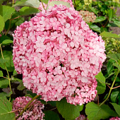  Гортензия (Hydrangea) древ. Стэнд Ап Пинк d9 