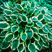  Хоста (Hosta) Соу Свит d12 