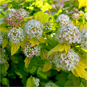 Пузыреплодник (Physocarpus) калинолист. Наггет d14 h20-30 Пузыреплодник (Physocarpus) калинолист. Наггет d14 h20-30