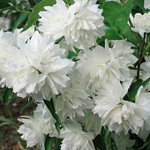 Чубушник (Philadelphus) Манто Д`Эрмин d9 Чубушник (Philadelphus) Манто Д`Эрмин d9