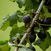 Смородина (Ribes) Йошта (гибрид смор/крыж) d9 Смородина (Ribes) Йошта (гибрид смор/крыж) d9