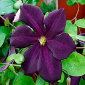 Клематис (Clematis) Романтика d9 h35 Клематис (Clematis) Романтика d9 h35
