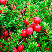 Клюква (Vaccinium) крупноплодная Стивенс d9 h75-85 Клюква (Vaccinium) крупноплодная Стивенс d9 h75-85