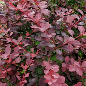  Барбарис (Berberis) отт. Суперба d9 h20-30 