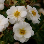  Лапчатка (Potentilla) кустарниковая Крем Брюле d9 h25 