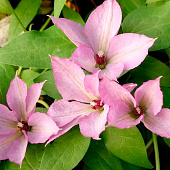 Клематис (Clematis) Маргарет Хант d9 h35 Клематис (Clematis) Маргарет Хант d9 h35